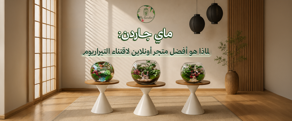 متجر ماي جاردن للتيراريوم و النباتات الداخلية نبات في عالم زجاجي مصغر