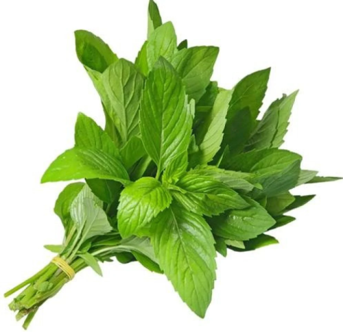 نعناع