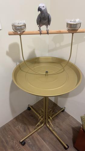 استاند طيور كبيرة لون ذهبي