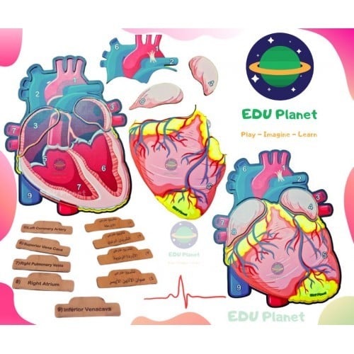 بازل تشريح القلب