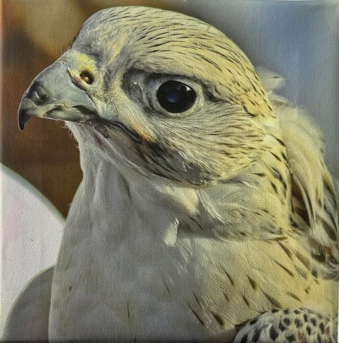 صور من السعودية