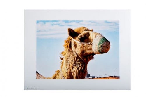 جمل - المملكة العربية السعودية - بوستر