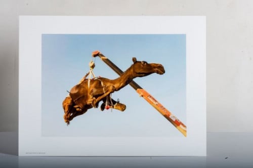 جمل - المملكة العربية السعودية - بوستر