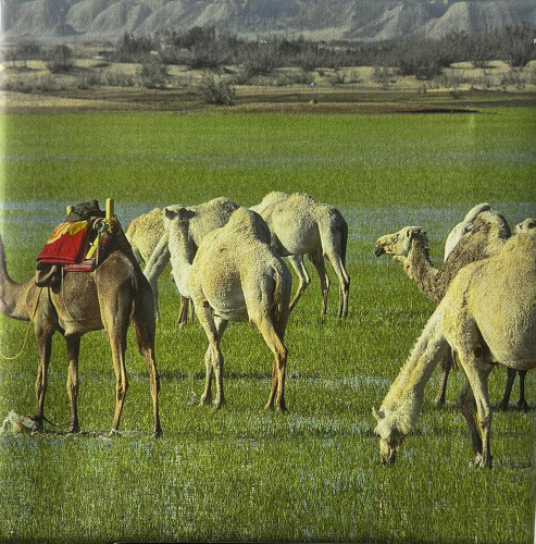 صور من السعودية