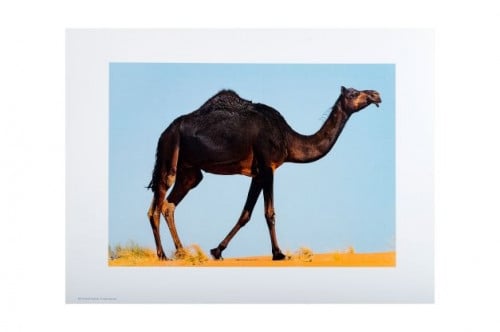 جمل - المملكة العربية السعودية - بوستر