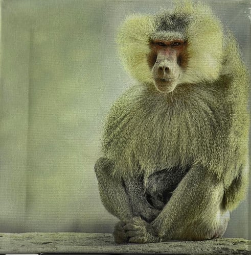 صور من السعودية