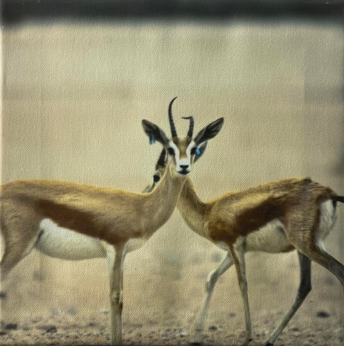 صور من السعودية