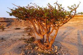 منتجات عمانية