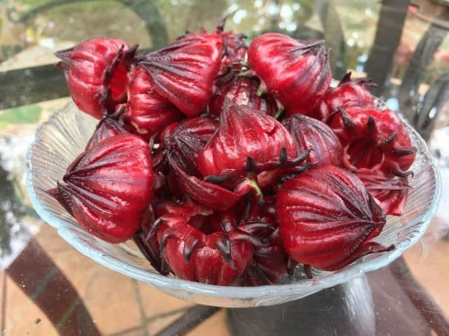 بذور الكركدية الاحمر 100 بذرة