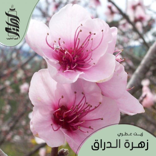 « زيت عطري زهرة الدراق»