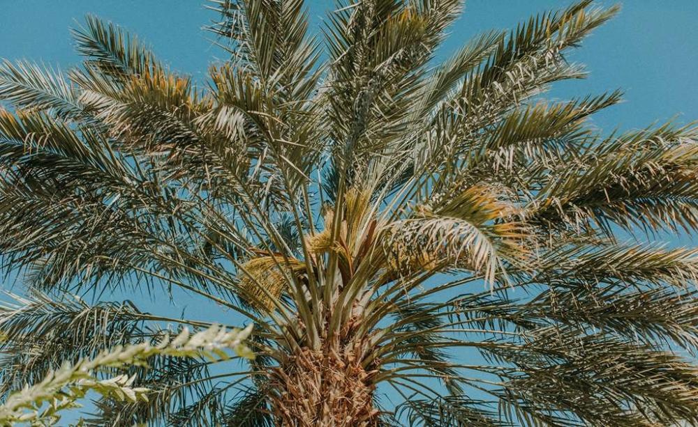 دليل شامل عن موعد تكريب النخيل