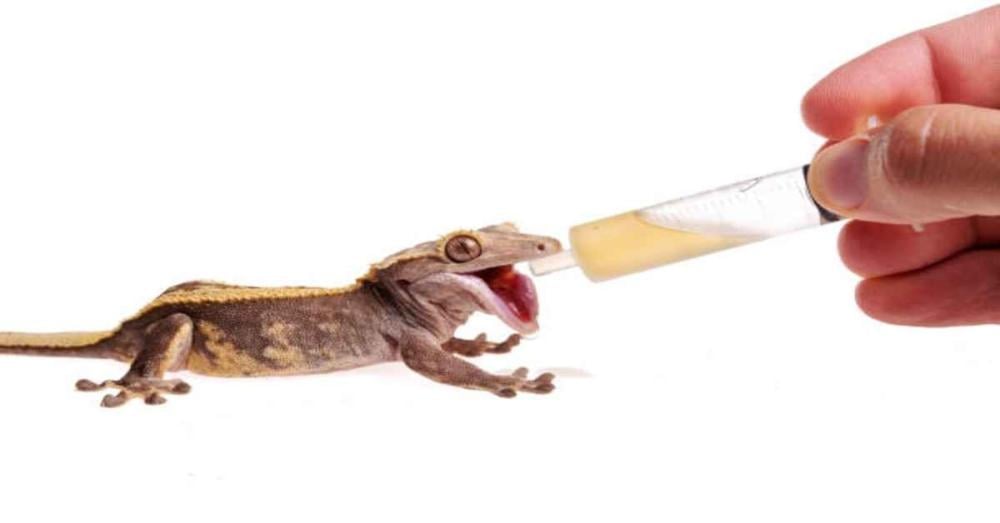 مبيدات حشرية للبرص