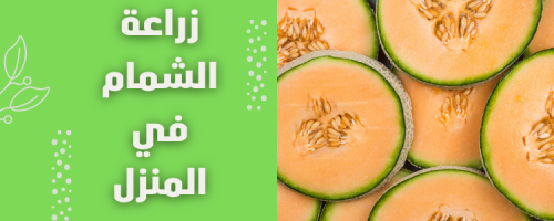 زراعة الشمام في المنزل: حصاد لذيذ من حديقتك