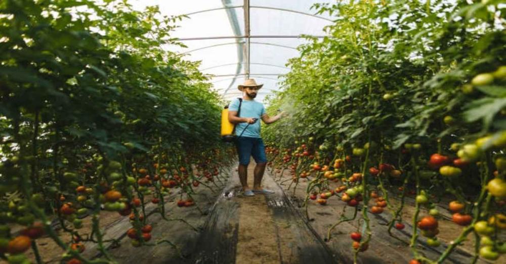 مبيدات الطماطم