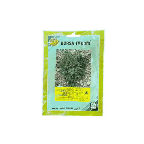 بذور شبث بلدي