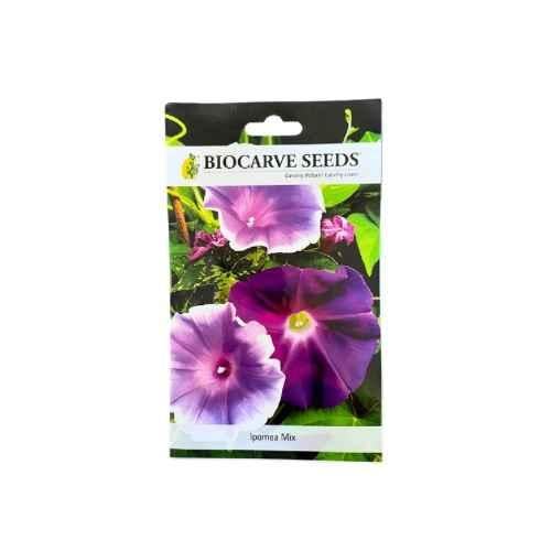 بذور مجد الصباح مشكل