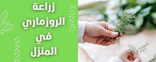 زراعة الروزماري في المنزل: نكهة عطرية كل يوم