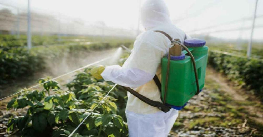 أضرار المبيدات الحشرية على النبات