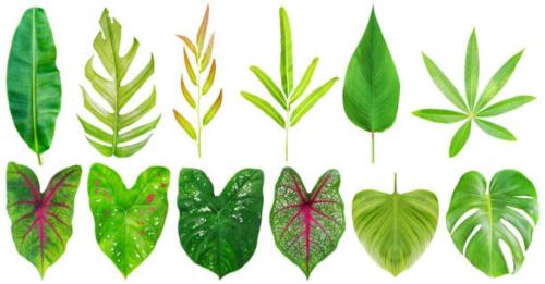 أنواع النباتات الورقية الجميلة والصحية