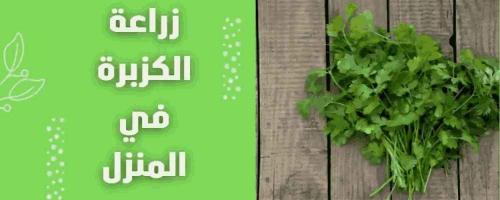 زراعة الكزبرة في المنزل: نكهة طازجة كل يوم