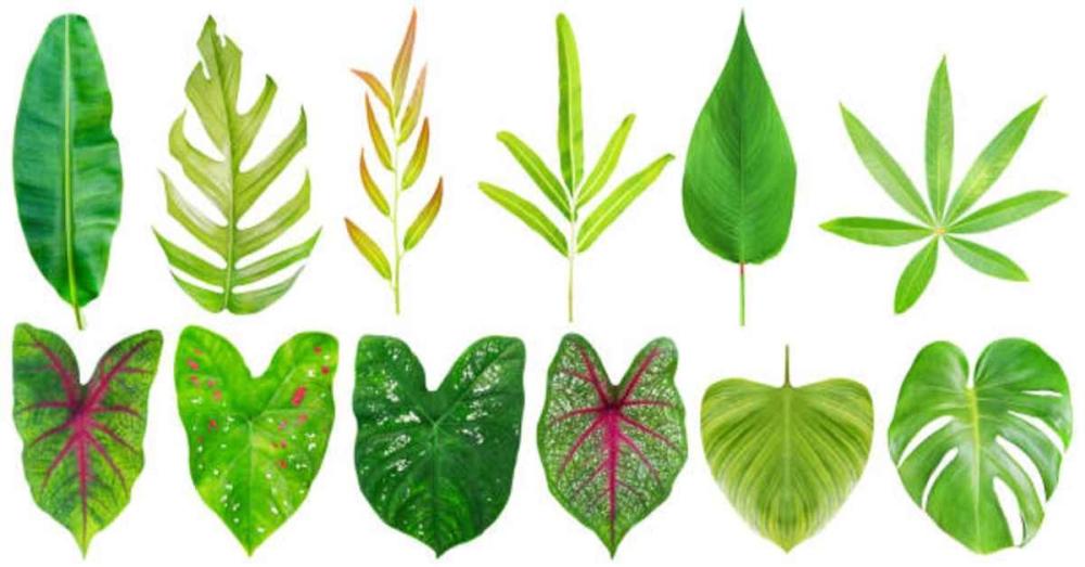 أنواع النباتات الورقية