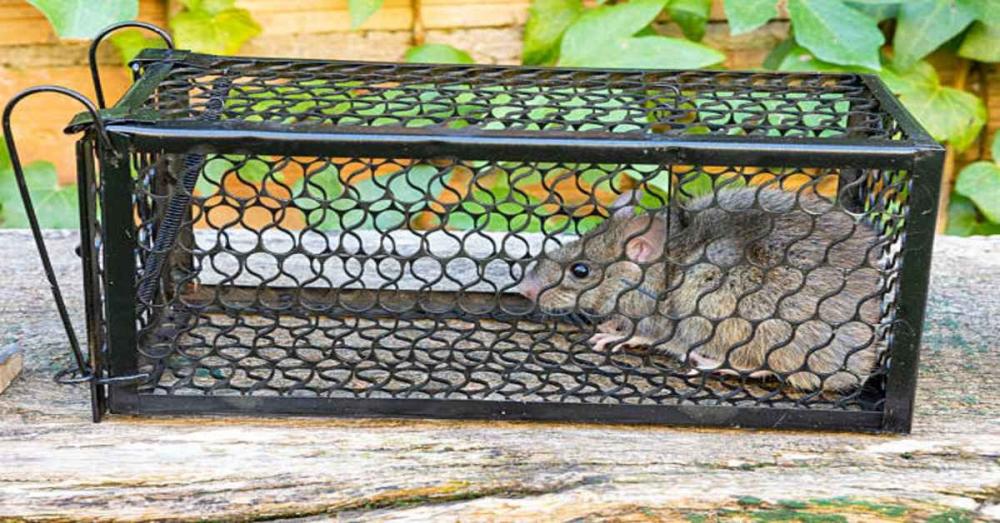 طريقة لقتل الجرذان