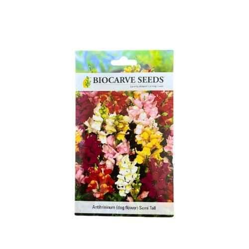 بذور زهور فم السمكة