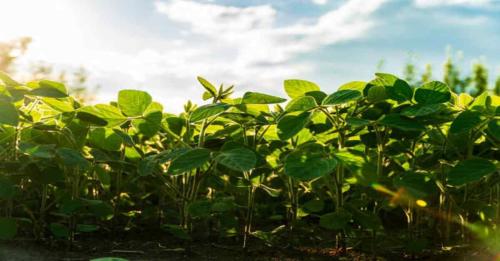 أسرار الزراعة الناجحة لزراعة قوية ونتائج مبهرة