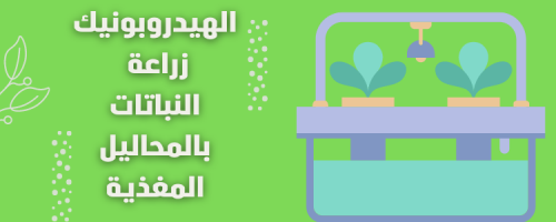 الهيدروبونيك: زراعة النباتات بدون تربة بسهولة