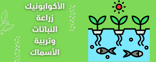 الأكوابونيك: الزراعة الحديثة بدون تربة في المنزل