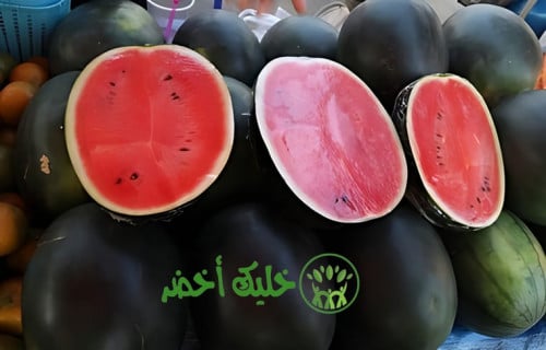 بذور بطيخ أحمر: زراعة وفوائد صحية مذهلة