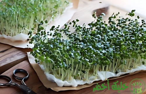 بذور الرشاد ميكروجرين: زراعة وفوائد صحية