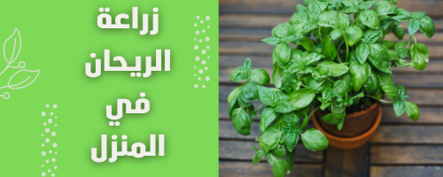 زراعة الريحان في المنزل: دليل عملي للزراعة الناجحة