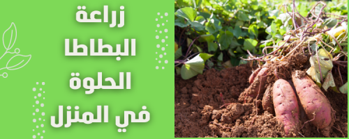زراعة البطاطا الحلوة في المنزل بخطوات سهلة