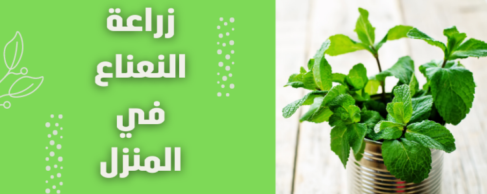 زراعة النعناع في المنزل