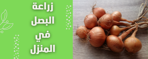 زراعة البصل في المنزل: خطوات سهلة للمبتدئين