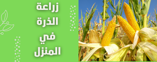 زراعة الذرة في المنزل: خطوات ونصائح للنجاح