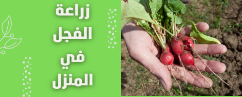 زراعة الفجل في المنزل: خطوات سريعة ونتائج مضمونة