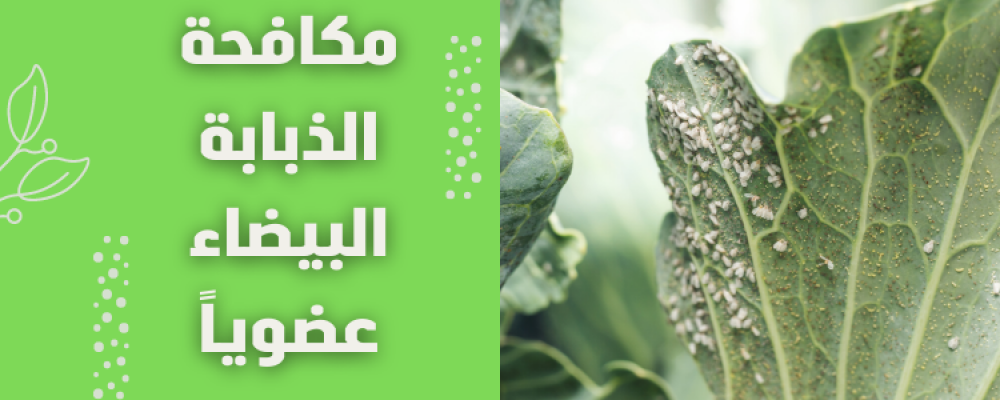 الذبابة البيضاء