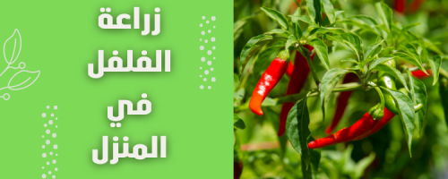 زراعة الفلفل في المنزل: خطوات ونصائح للنجاح