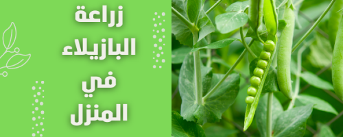زراعة البازلاء في المنزل: خطوات سهلة وحصاد وفير