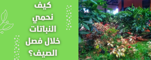 كيف نحمي النباتات خلال فصل الصيف