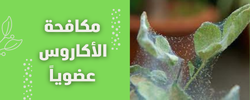 أفضل مبيد للاكاروس: حلول فعالة لحماية النباتات
