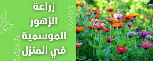 زراعة الزهور الموسمية في المنزل بسهولة وجمال