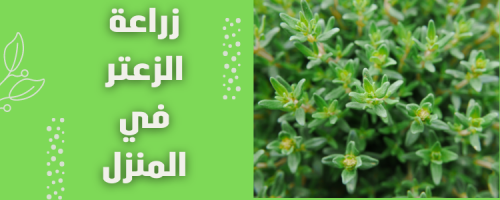 زراعة الزعتر في المنزل: نكهة طازجة في متناول يدك