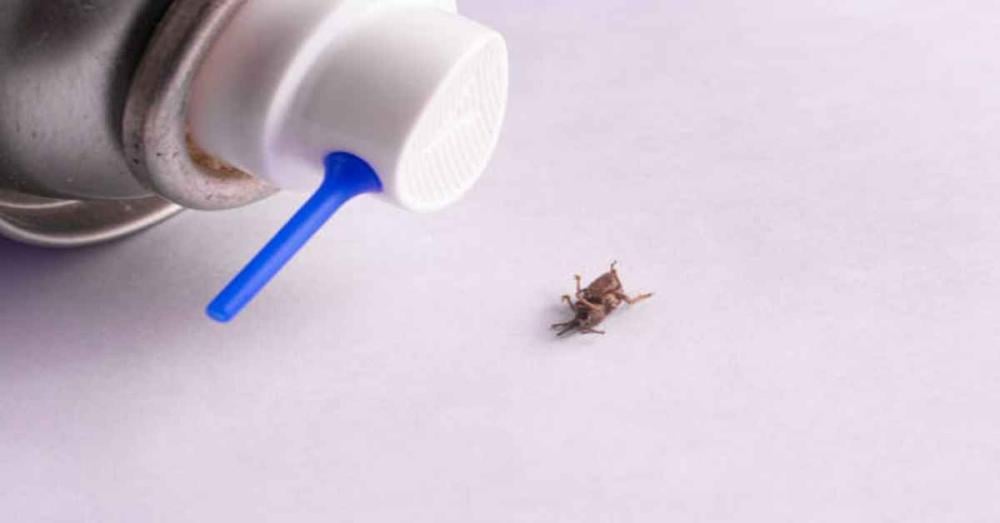 مبيدات الصراصير