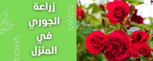 زراعة الورد الجوري في المنزل: جمال ورائحة رائعة