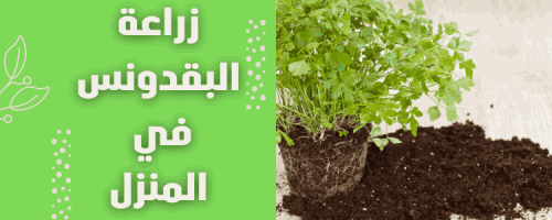 زراعة البقدونس في المنزل: خطوات ونصائح للنجاح
