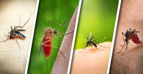 طرق فعالة للتخلص من البعوض داخل وخارج المنزل
