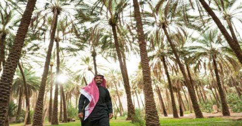 أهم المحاصيل الزراعية في السعودية: مواسم ومناطق